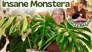 Thumbnail: I got a Monstera Jungle Mint! Plant haul + Pure chaos repotting with two toddlers 🫣