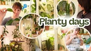 Thumbnail: A week in my planty life 🪴rearranging, repots and upgrades to my houseplant collection ✨