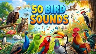 Thumbnail: 50 Bird Sounds for Kids 🐦 | Learn 50 Amazing Birds & Their Sounds | Guess The Bird