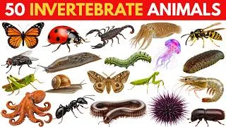 Thumbnail: Learn 50 Invertebrate Animals |  | Animals Without Backbone | My Little Learners