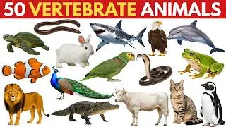 Thumbnail: 50 Vertebrates Animals for Kids | Learn Vertebrate Animals Names | My Little Learner