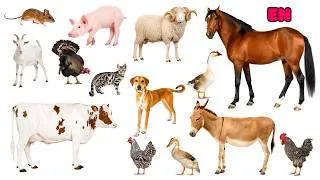 Thumbnail: Guess animal Learn farm animal for kids