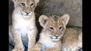 Thumbnail: Siúil a Rúin by Connie Dover - Save Taiz Zoo Animals