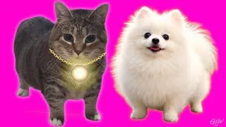 Thumbnail: OIIAOIIA Cat ft OIIAOIIA DOG - F.U. (Techno Remix) Cat Brainrot