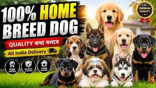Thumbnail: Home Breed Dog in kolkata | Dog Market in Kolkata | Kolkata Pet Market | Dog Puppy Price Update