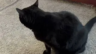 Thumbnail: Cute Precious Piper is a Very Good Room Inspector - My Adopted Shelter Cat Vlog
