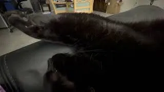 Thumbnail: Cute Precious Piper Does the Sleeping Leg Stretch - My Adopted Shelter Cat Vlog