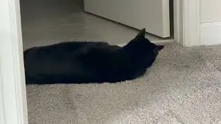 Thumbnail: Cute Precious Piper Takes Time to Work Out - My Adopted Shelter Cat Vlog