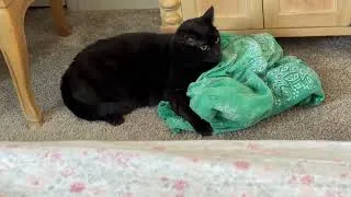 Thumbnail: Cute Precious Piper Hugs My Dress - My Adopted Shelter Cat Vlog