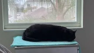 Thumbnail: Cute Precious Piper Looks Like a Baquette in Her Spa - My Adopted Shelter Cat Vlog