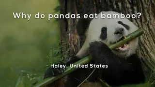 Thumbnail: Why do pandas eat bamboo?
