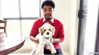 Thumbnail: New Puppy Reveal (Lady the Cavoodle) | Update