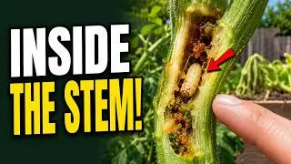 Thumbnail: Squash Vine Borer: Save Your Squash Before It Collapses!