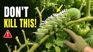 Thumbnail: Tomato Hornworms: Find Them Before They Destroy Your Plants
