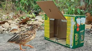 Thumbnail: Easy Simple Quail Trap In The Forest Using Paper Box