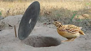 Thumbnail: Easy Making Quail Trap Using A Hole And Cutter Tools