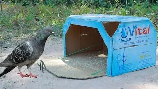 Thumbnail: Easy Quick Pigeon Trap Using Vial Cardboard Box - Simple Unique Bird Trap
