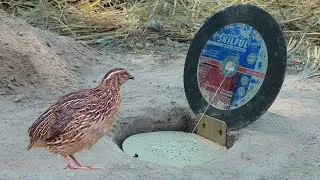 Thumbnail: Easy Unique Bird Trap - Making Simple Quail Trap Using Paper And SKILFUL