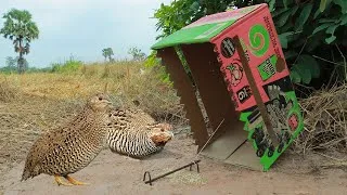 Thumbnail: Easy quail trap using paper box - DIY bird trap