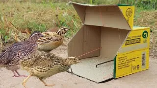 Thumbnail: Simple Unique Quick Bird Trap Using Cardboard Box - The Best Quail Trap