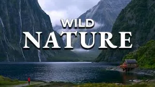 Thumbnail: The Earth Will Humble You: Wild Nature in 4K