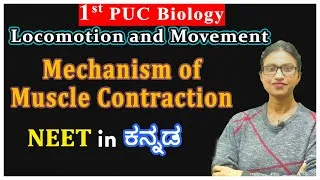 Thumbnail: Locomotion and Movement Class 11 | Mechanism of Muscle Contraction