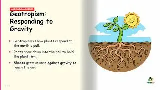 Thumbnail: How Plants "Sense" the World: The Science of Tropisms