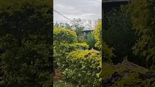 Thumbnail: Rain in the afternoons/ Chilled Weekends #rainsounds #rainyday #rainyafternoon