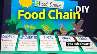 Thumbnail: Food Chain Model | Easy DIY School Project Using Cardboard & Chart Paper | Science Exhibition Model