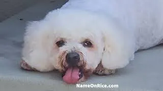 Thumbnail: Gigi got groomed today Santa monica California April 30, 2026