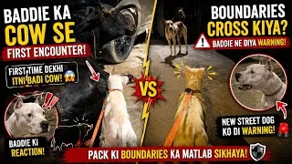 Thumbnail: Baddie Saw a COW for the FIRST TIME! 😱 | Then He Set Boundaries With a Street Dog! 🐶🔥