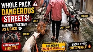 Thumbnail: 4 Dogs, 1 Pack! 😱 Bubzee, Lady Ollie, Zoey & Baddie Ki Dangerous Street Walk | Sab Saath!