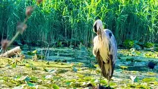 Thumbnail: 🇨🇭 A Peaceful Morning with a Heron 🪶🌿 | Swiss Lake Serenity