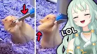 Thumbnail: Funniest Animal Videos Ever! | Daily Dose of Internet Reaction