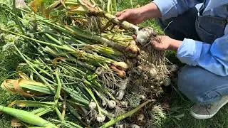 Thumbnail: Harvesting and Curing Opinions and Garlic Together
