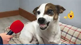 Thumbnail: Funniest Dogs On The Internet Right Now 😂 Funniest Pets of 2026