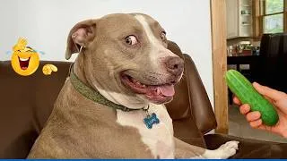 Thumbnail: Try Not To Laugh Challenge 😂 Funniest Dog Reactions Ever!