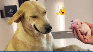 Thumbnail: I Can't Stop Laughing At This Dog 🤣 Funniest Dogs of 2026!