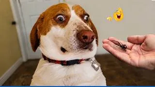 Thumbnail: Impossible Not To Laugh 😂 Funniest Pets On The Internet!