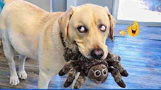 Thumbnail: Impossible Not To Laugh 😂 Funniest Dogs On The Internet!
