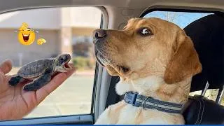 Thumbnail: Funniest Pets On The Internet Right Now 😂 Best Funny Animals 2026