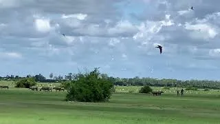 Thumbnail: Enjoy seeing the views around myself of the countryside #siemreap #cambodia #buffalo #cattle 