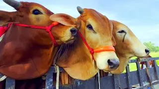 Thumbnail: Unloading Cows, Cow Videos, Cow Video, Animal, Big Cow, Cattle, Moo, Cow, 433