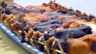 Thumbnail: Unloading Cows, Cow Videos, Cow Video, Animal, Big Cow, Cattle, Moo, Cow, 432