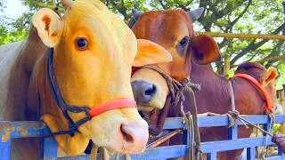 Thumbnail: Unloading Cows, Cow Videos, Cow Video, Animal, Big Cow, Cattle, Moo, Cow, 431