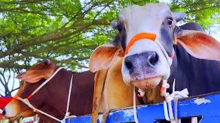 Thumbnail: Unloading Cows, Cow Videos, Cow Video, Animal, Big Cow, Cattle, Moo, Cow, 430