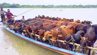 Thumbnail: Unloading Cows, Cow Videos, Cow Video, Animal, Big Cow, Cattle, Moo, Cow, 429