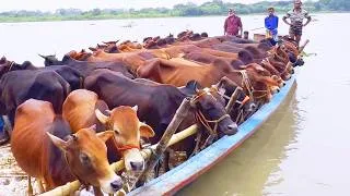Thumbnail: Unloading Cows, Cow Videos, Cow Video, Animal, Big Cow, Cattle, Moo, Cow, 428