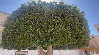 Thumbnail: With love to Andalucia
