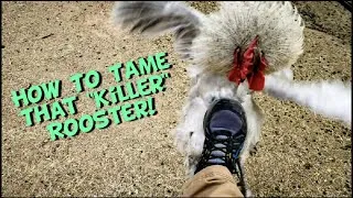 Thumbnail: How to tame an aggressive rooster! Quick Tip Tuesday!